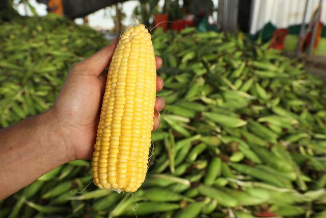 玉米需要冷鏈運(yùn)輸嗎？非冷鏈運(yùn)輸怎么保鮮(圖1)