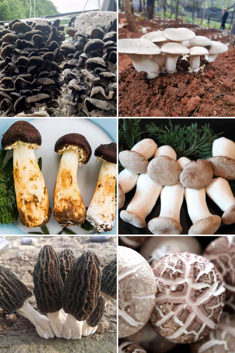 有機食用菌(圖2) 有機食用菌(圖2)